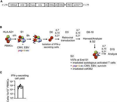 Rapid Generation of TCR and CD8αβ Transgenic Virus Specific T Cells for Immunotherapy of Leukemia